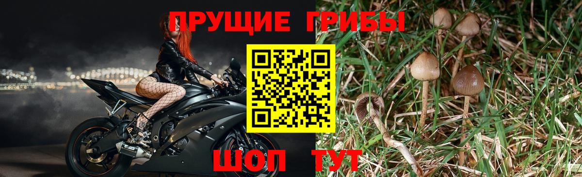 цены наркотик  Галлюциногенные грибы Magic Shrooms  Вход с VPN  Анжеро-Судженск 